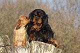 CAVALIER KING CHARLES 399